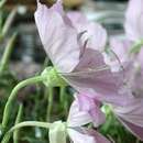 Plancia ëd Oenothera texensis Raven & Parnell