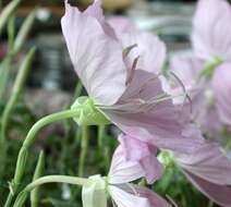 Imagem de Oenothera texensis Raven & Parnell