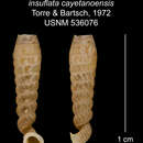 Image of Tetrentodon insuflatus cayetanoensis C. de la Torre & Bartsch 1972