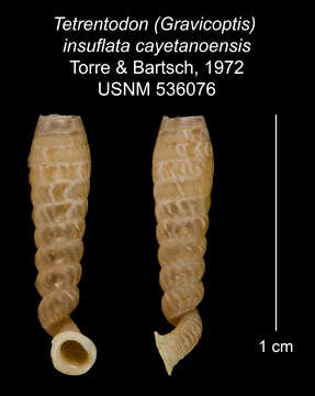 Image of Tetrentodon insuflatus cayetanoensis C. de la Torre & Bartsch 1972