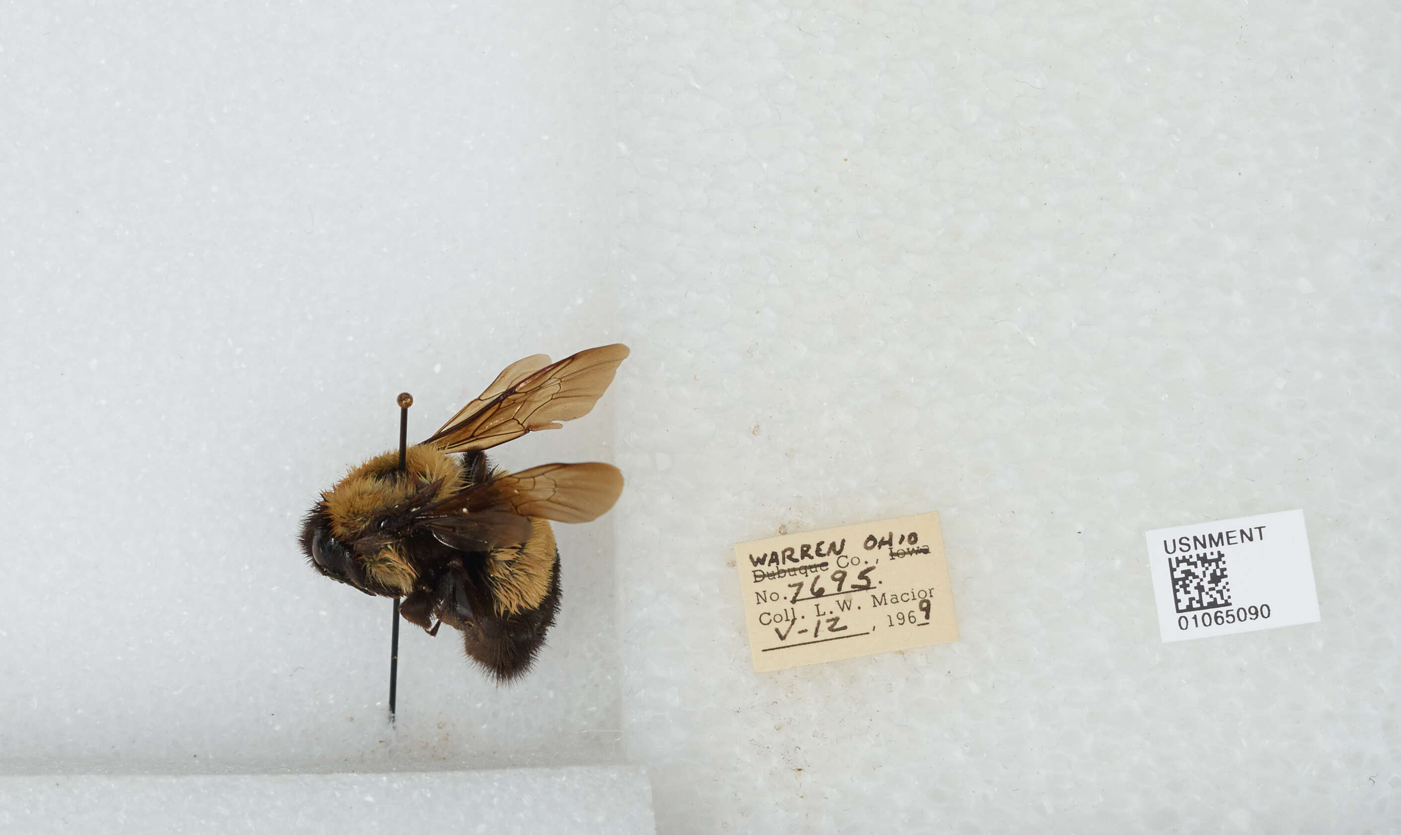 Слика од Bombus affinis Cresson 1864