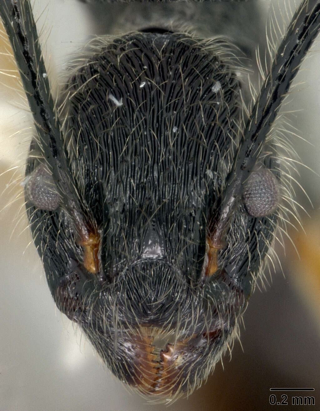 Image of Dolichoderus shattucki MacKay 1993