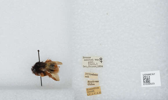 Image of Bombus flavescens Smith 1852