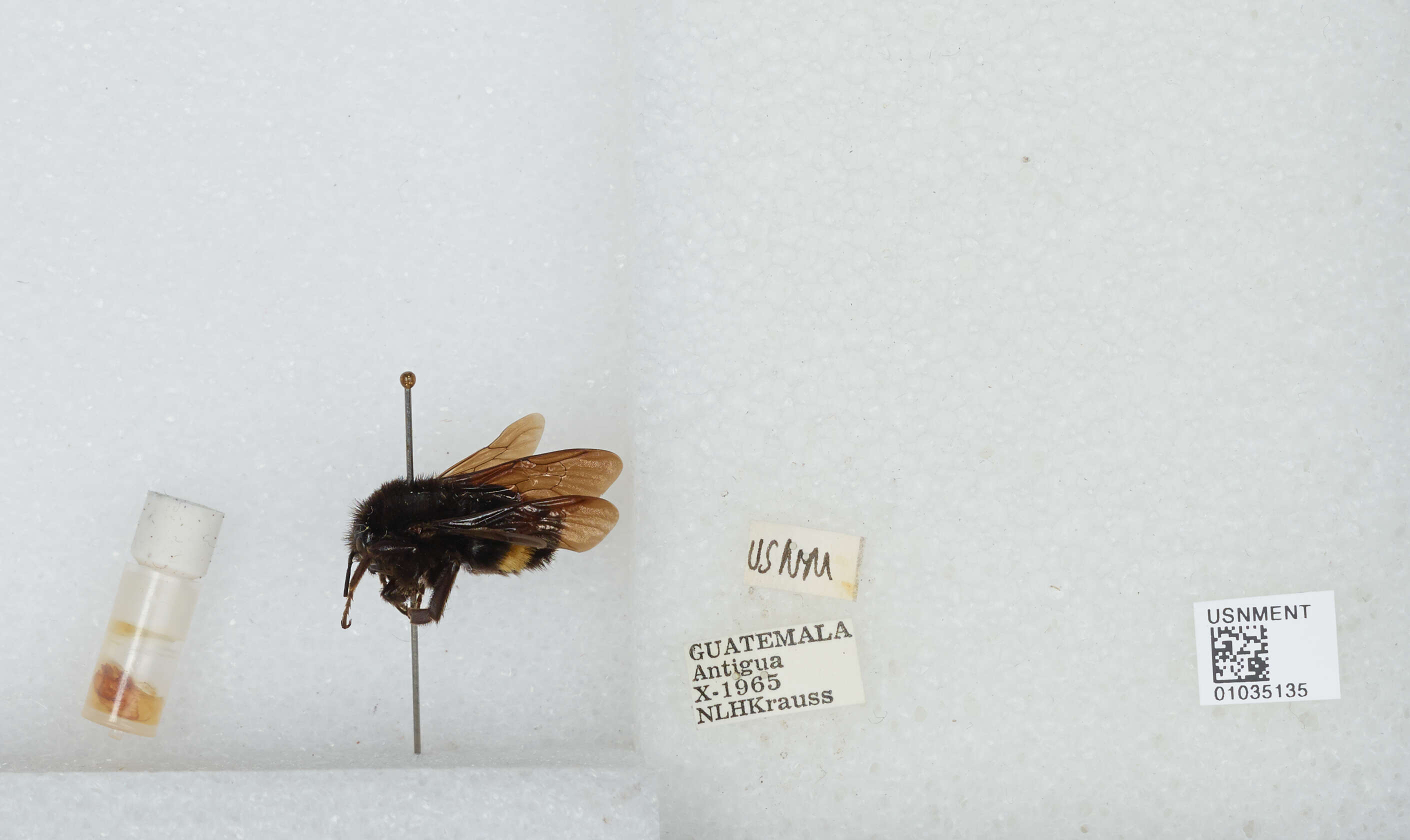 Imagem de Bombus mexicanus Cresson 1879