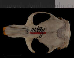 Image of Thomomys bottae analogus Goldman 1938