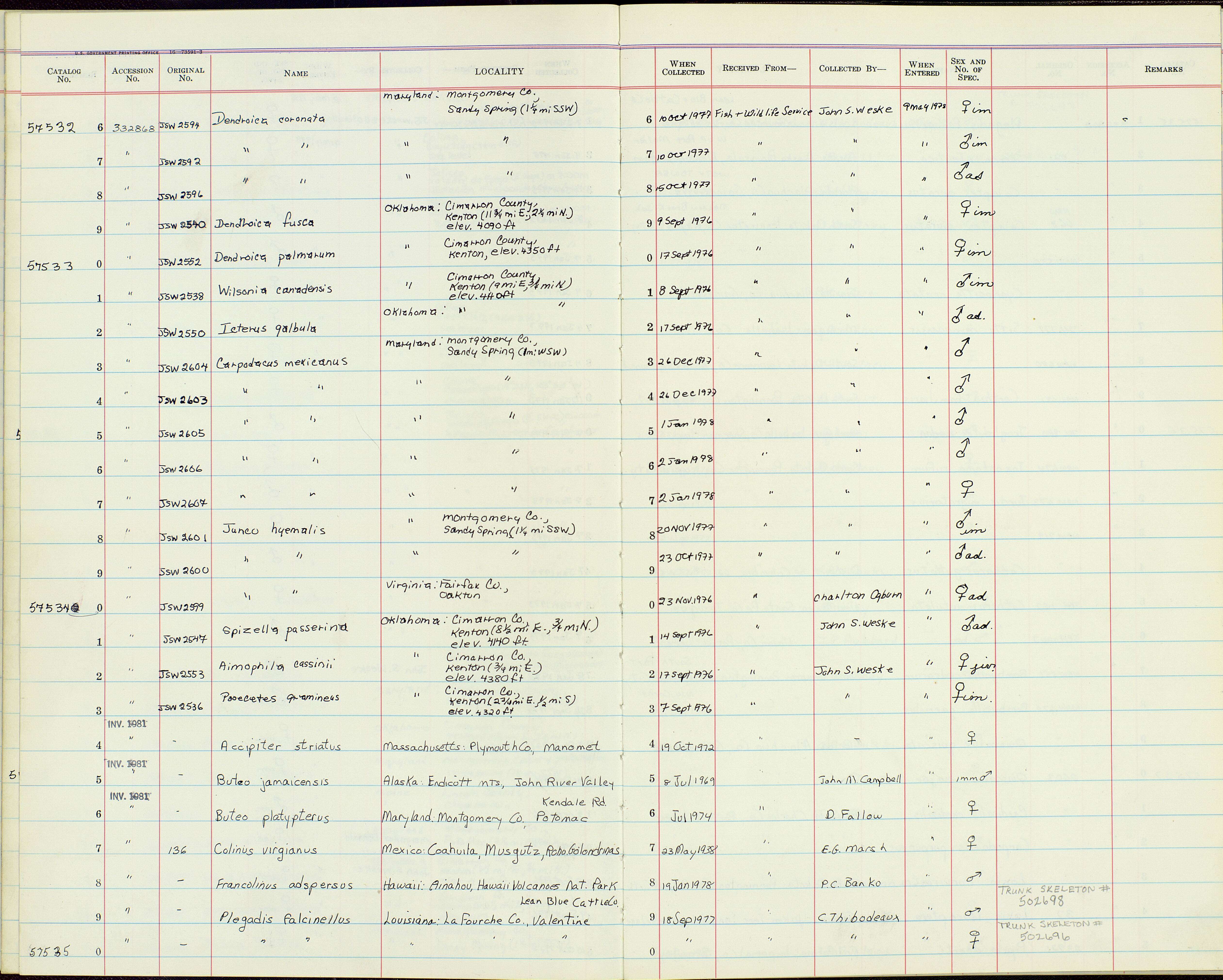 Image of Harlan's Hawk