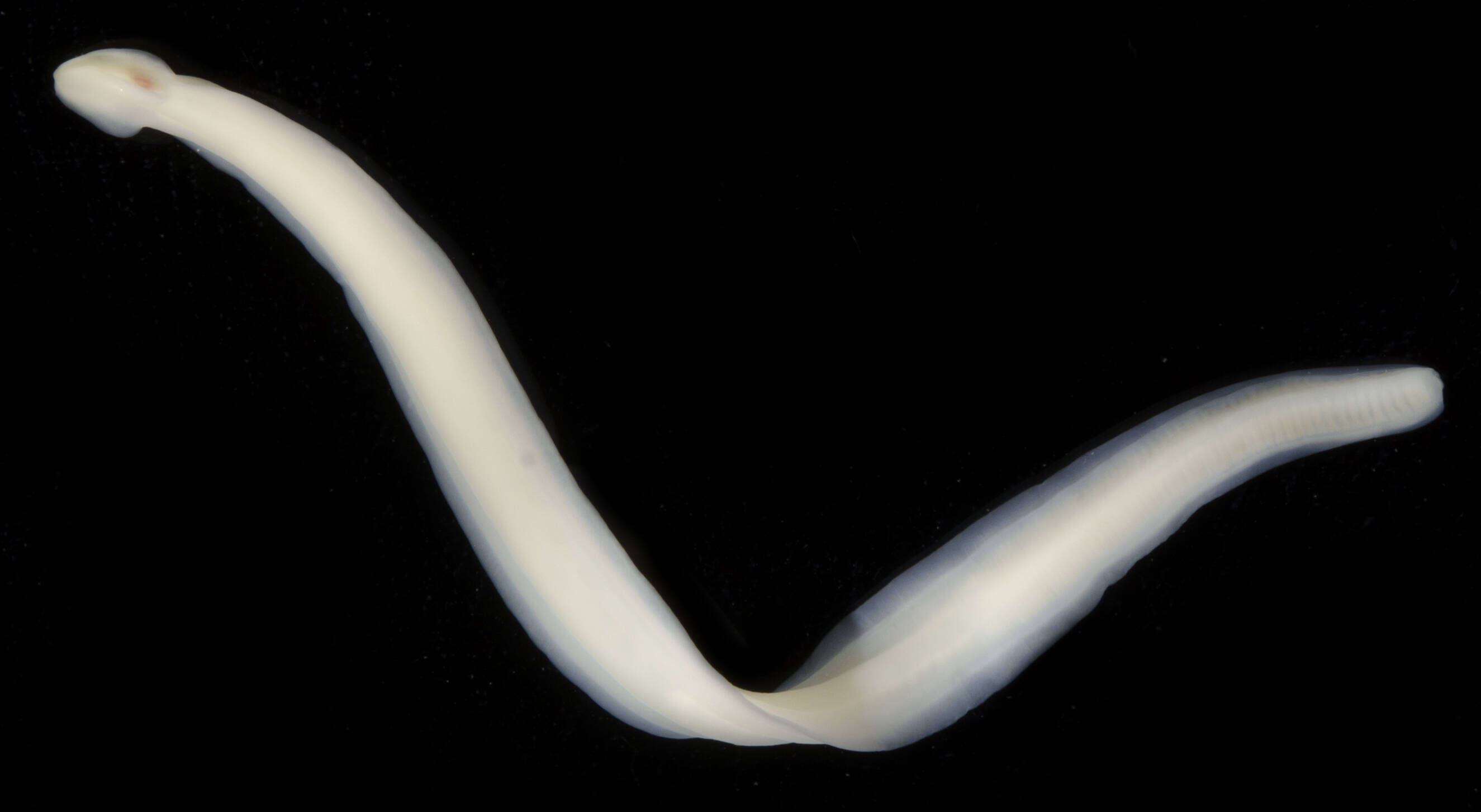 Image of Milky ribbon worm