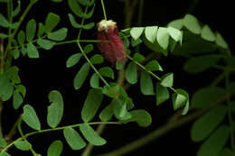 Image of Zapoteca formosa subsp. rosei (Wiggins) H. M. Hern.