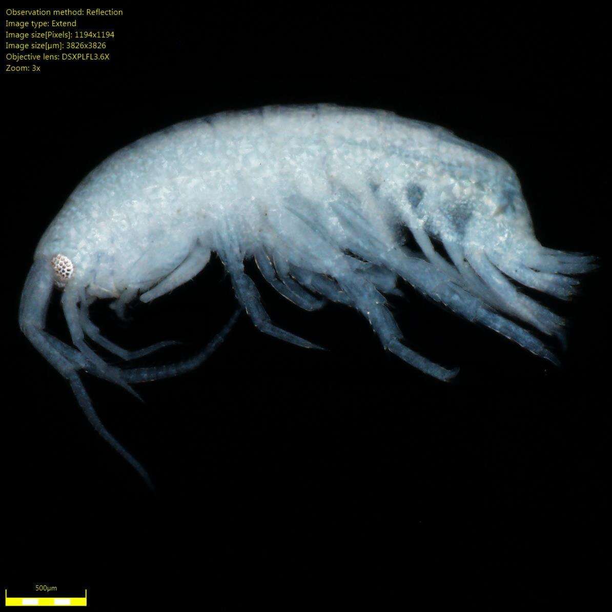 Image of Amphipoda