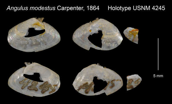 Imagem de Ameritella modesta (Carpenter 1864)