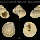 Image of Margarites avachensis Galkin 1955