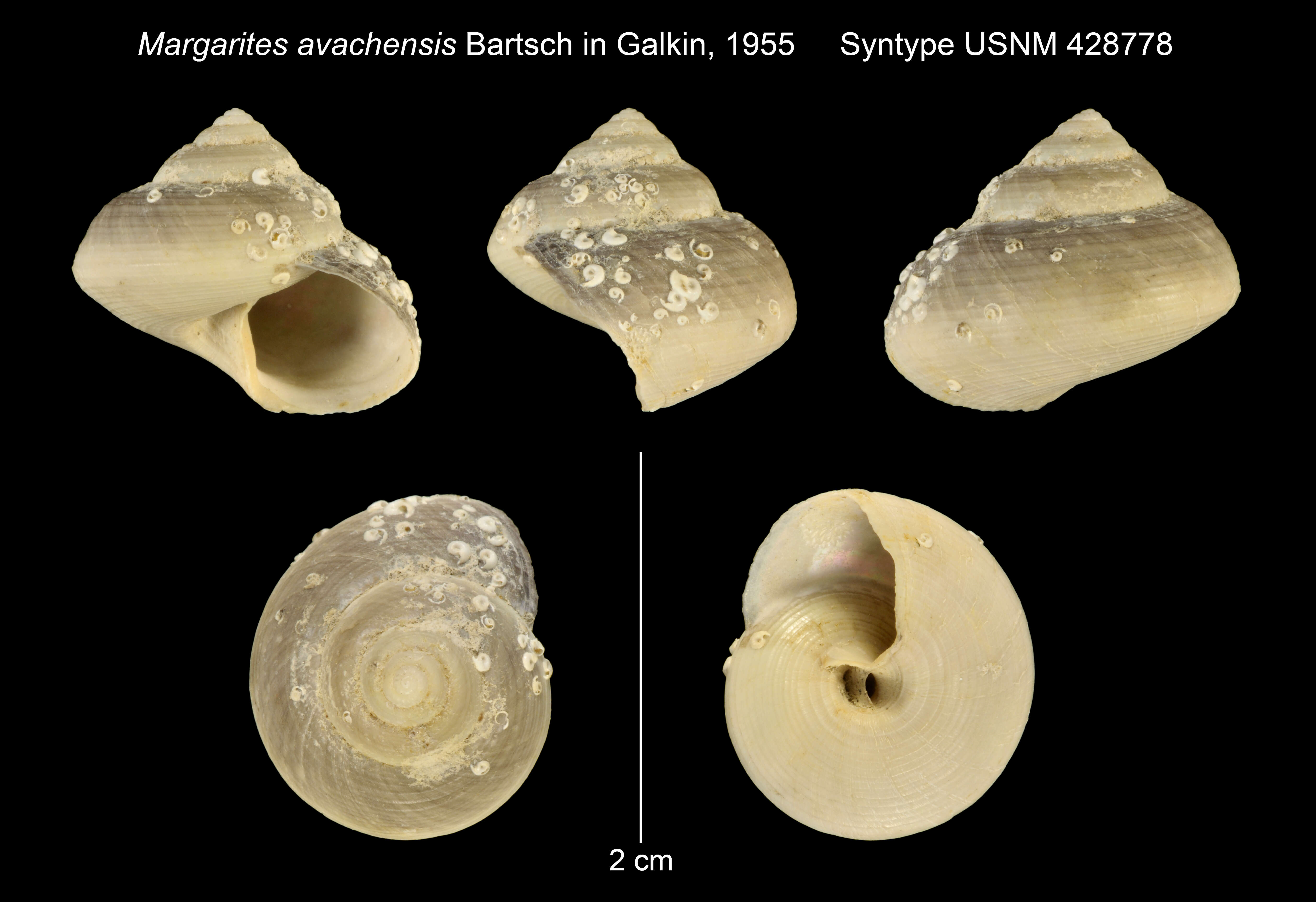 Image of Margarites avachensis Galkin 1955