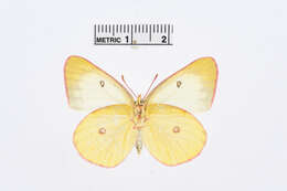 Image of Pink-edged sulphur