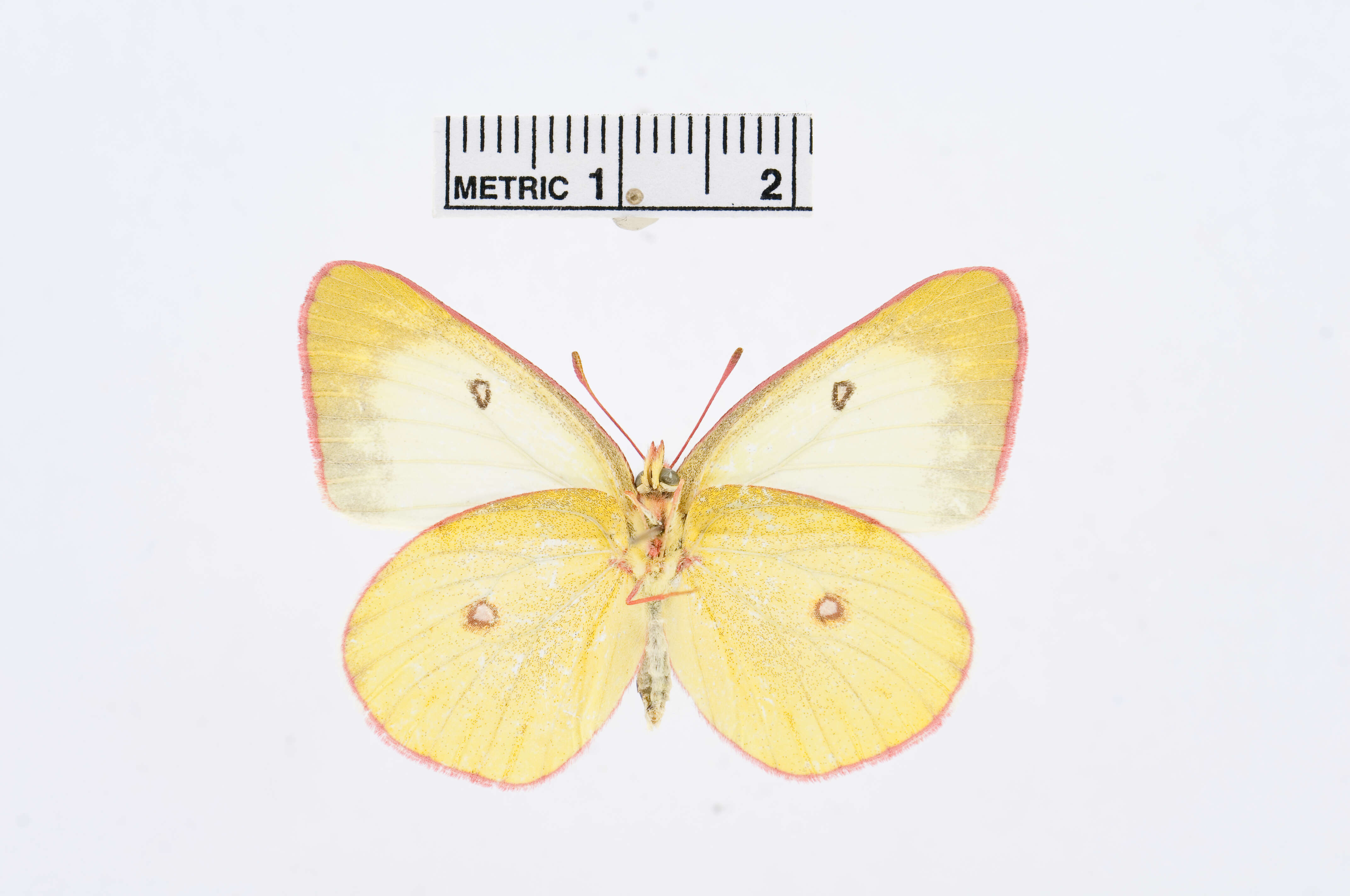 Image of Pink-edged sulphur