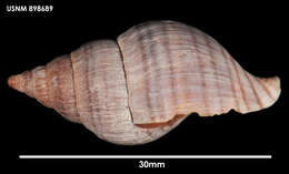 Image of Buccinulum pertinax pertinax