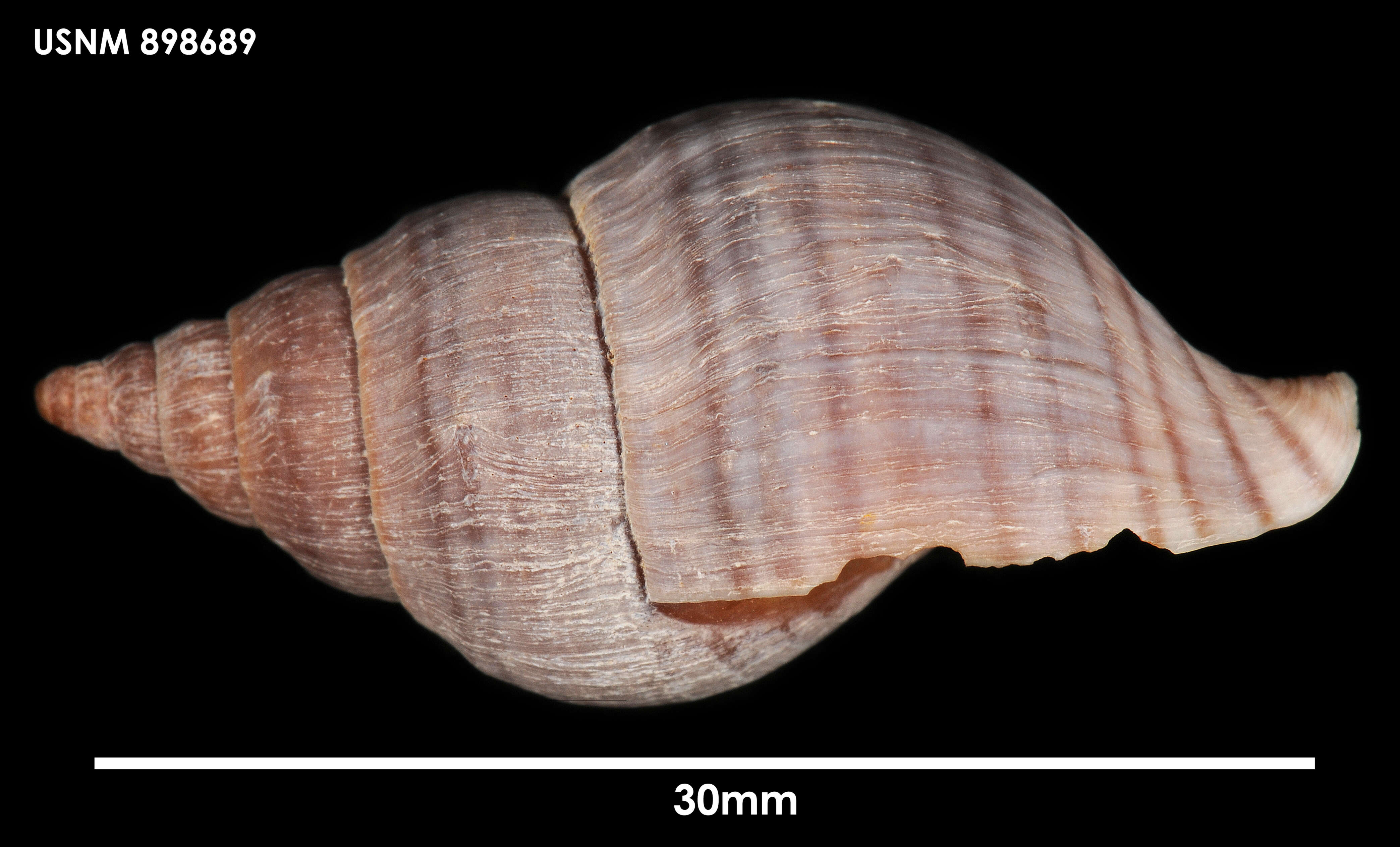 Image of Buccinulum pertinax pertinax