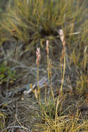 Image of Leymus erianthus (Phil.) Dubc.