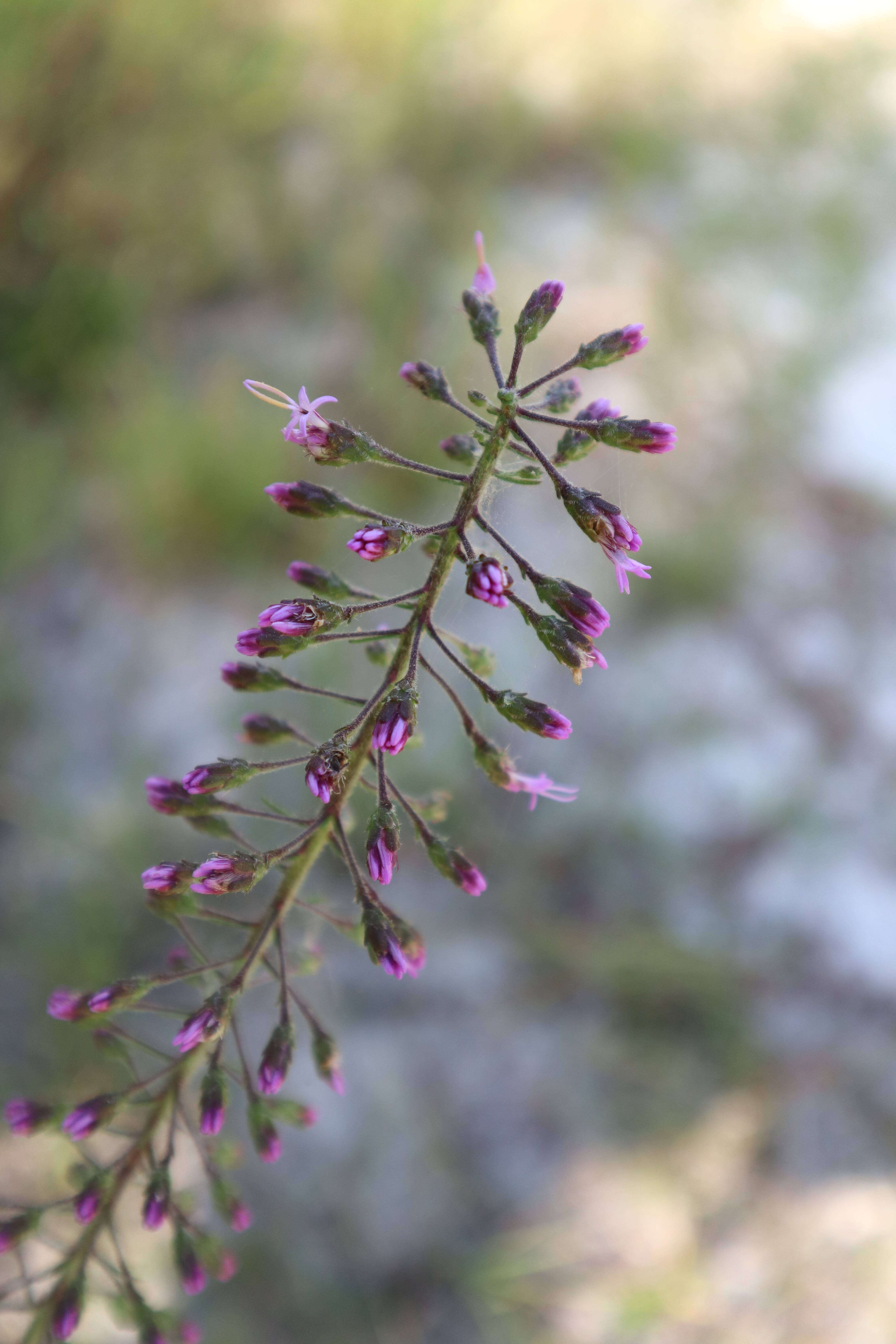 Image de Liatris gracilis Pursh