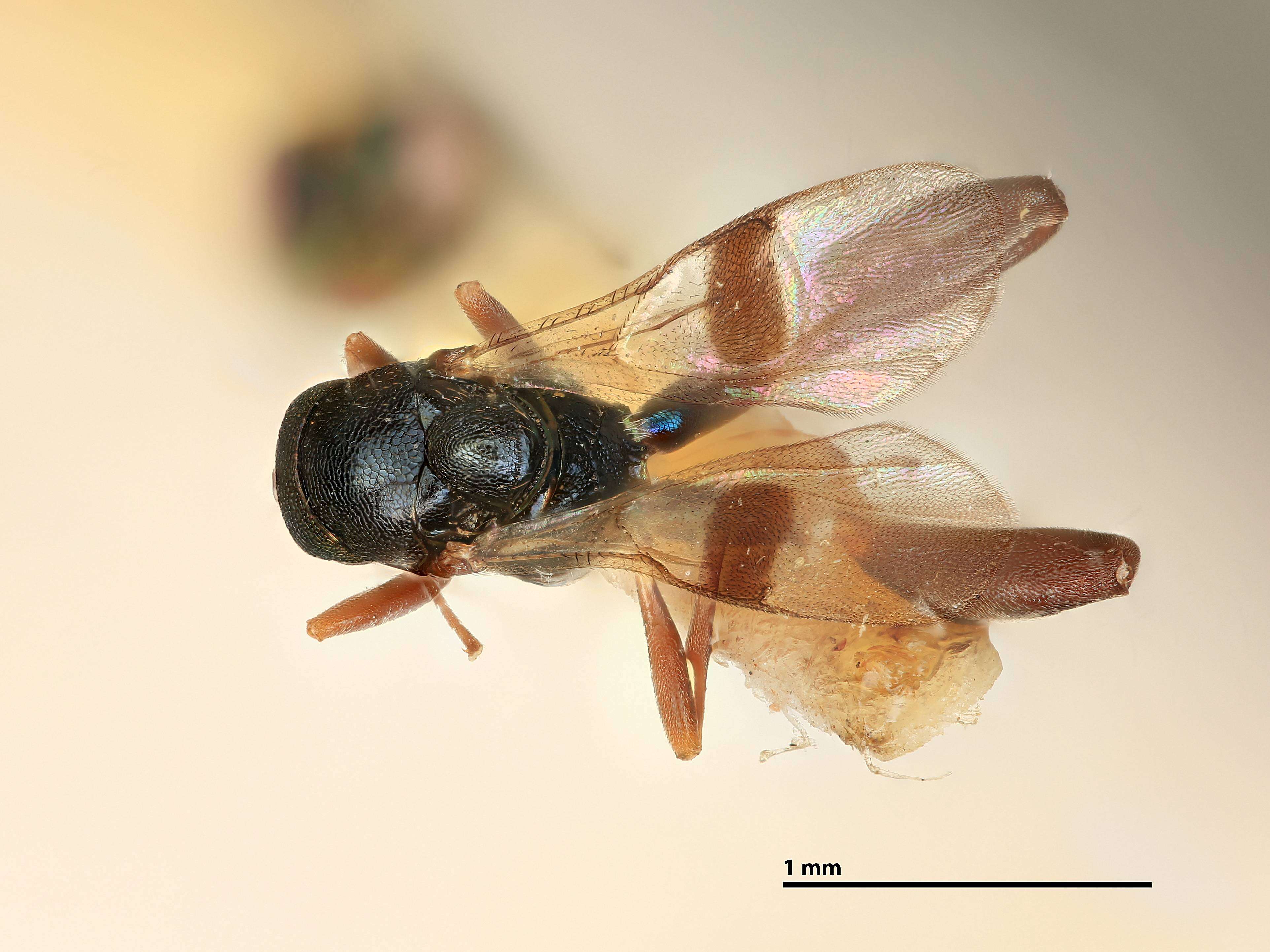 Image of Propachytomoides fasciatipennis (Girault 1914)