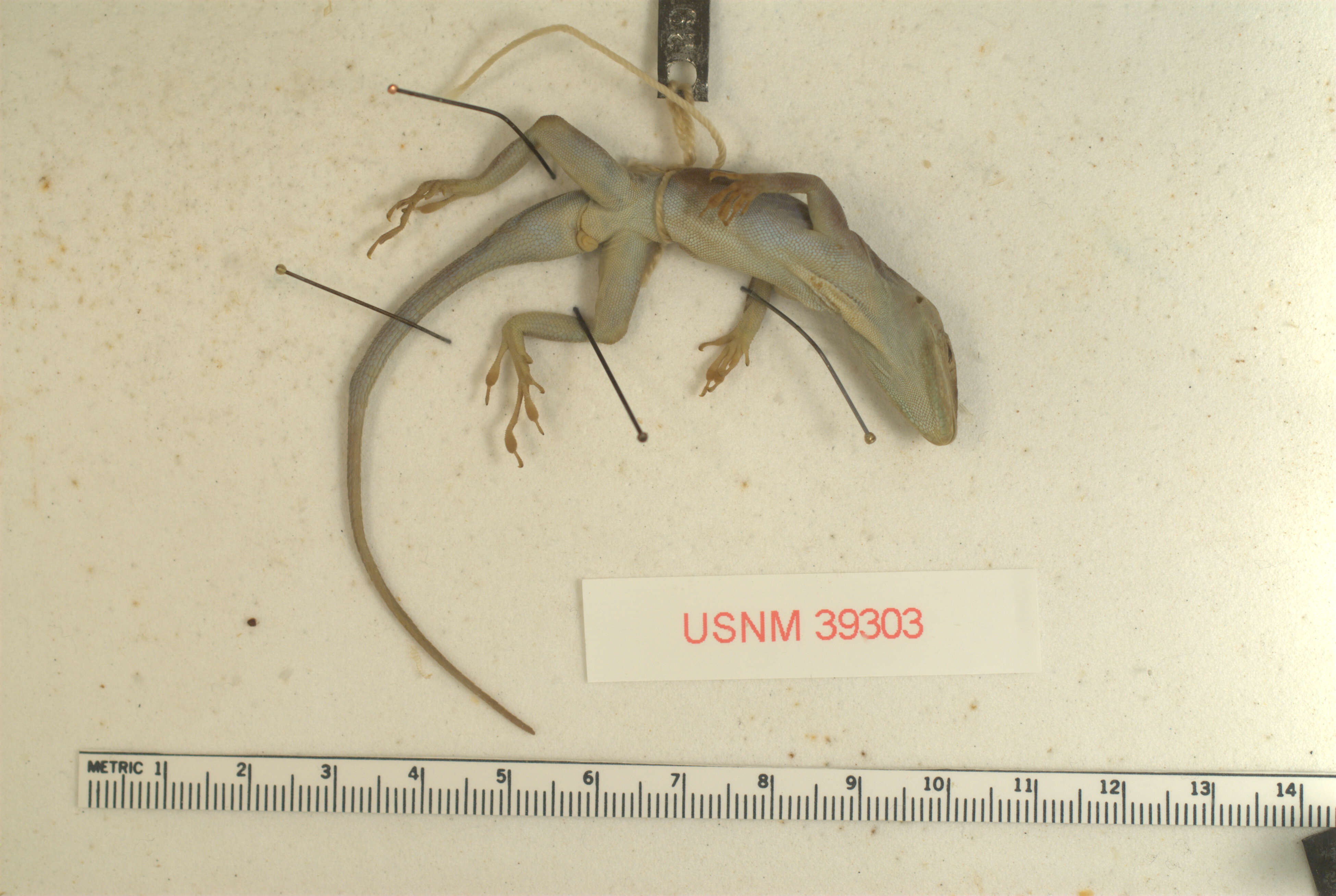 Image of Plymouth Anole