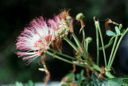 Image of Rain tree