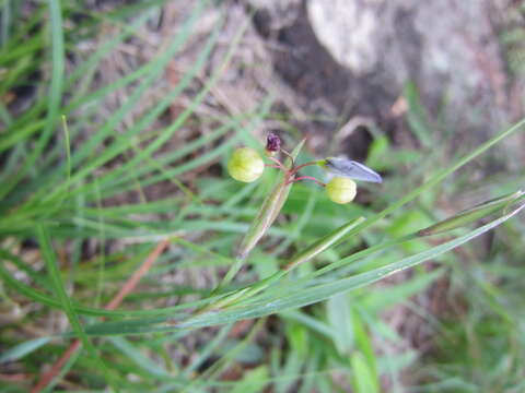 Image of Coastal-Plain Blue-Eyed-Grass