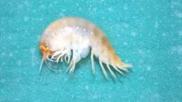 Image of Amphipoda