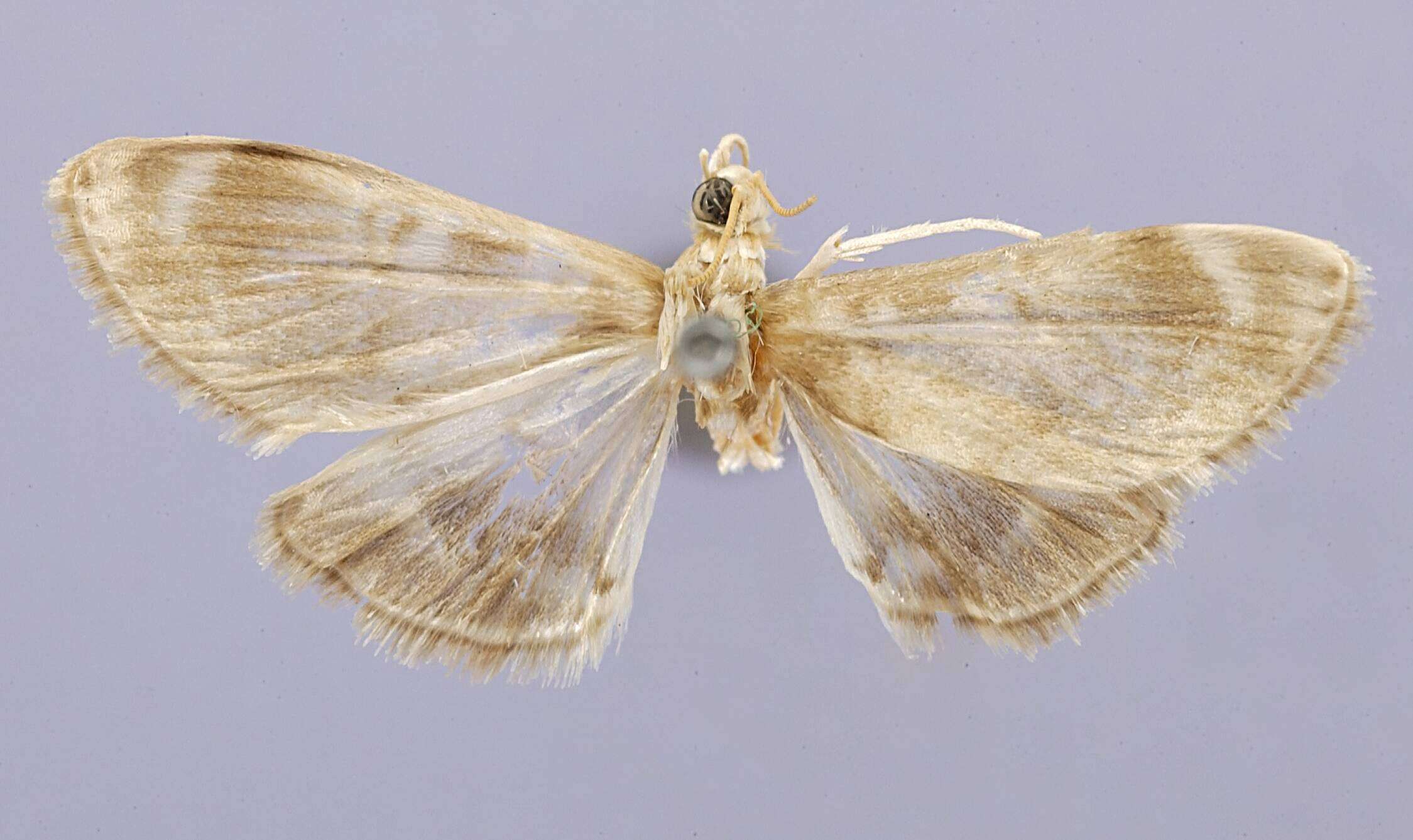 Image of Dichocrocis nimalis Schaus 1924