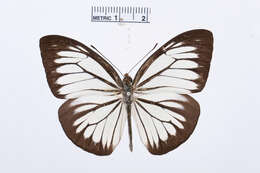 Image of Pareronia valeria (Cramer (1776))