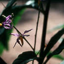 Imagem de <i>Solanum racemosum</i>