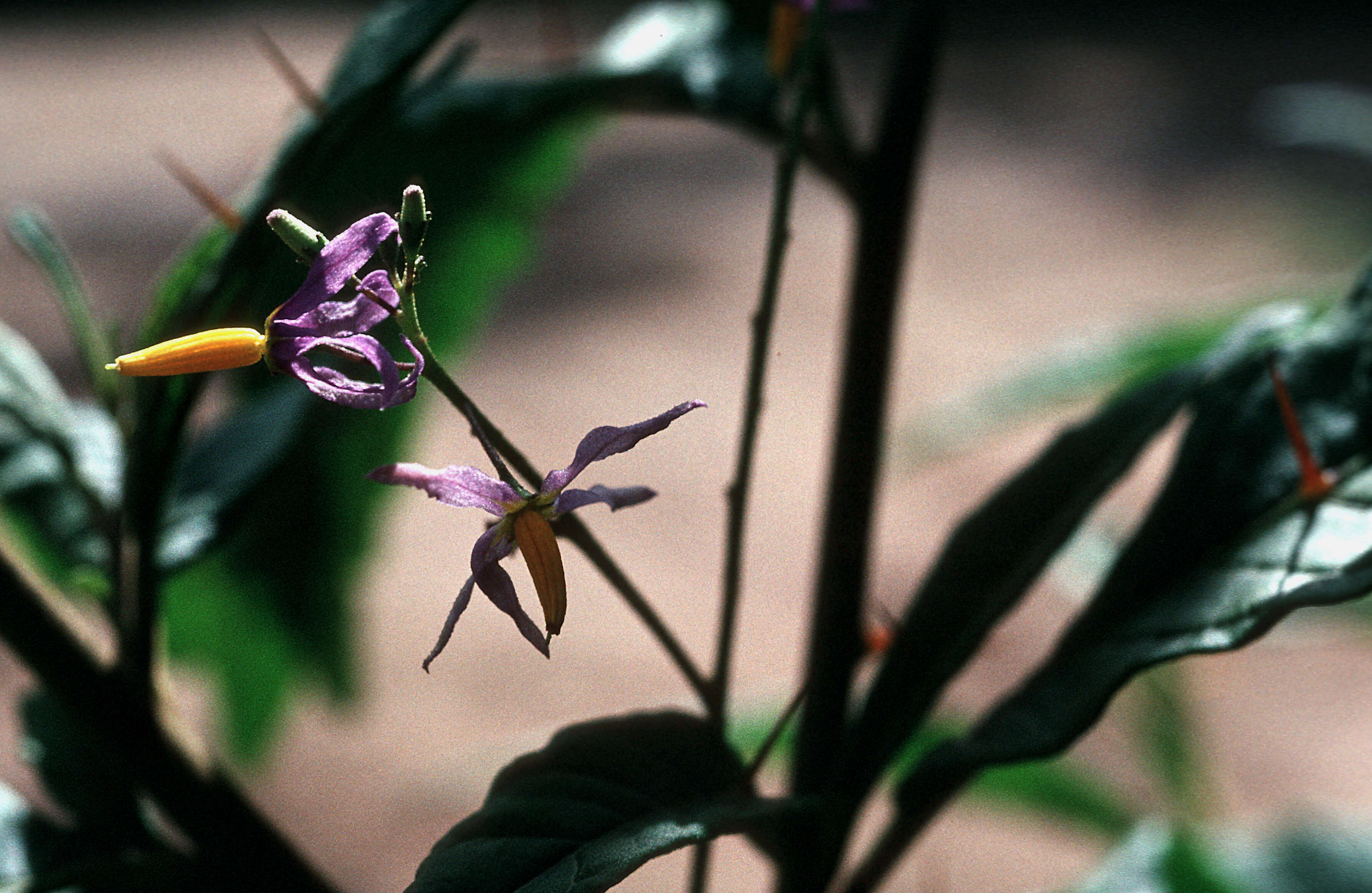 Imagem de <i>Solanum racemosum</i>