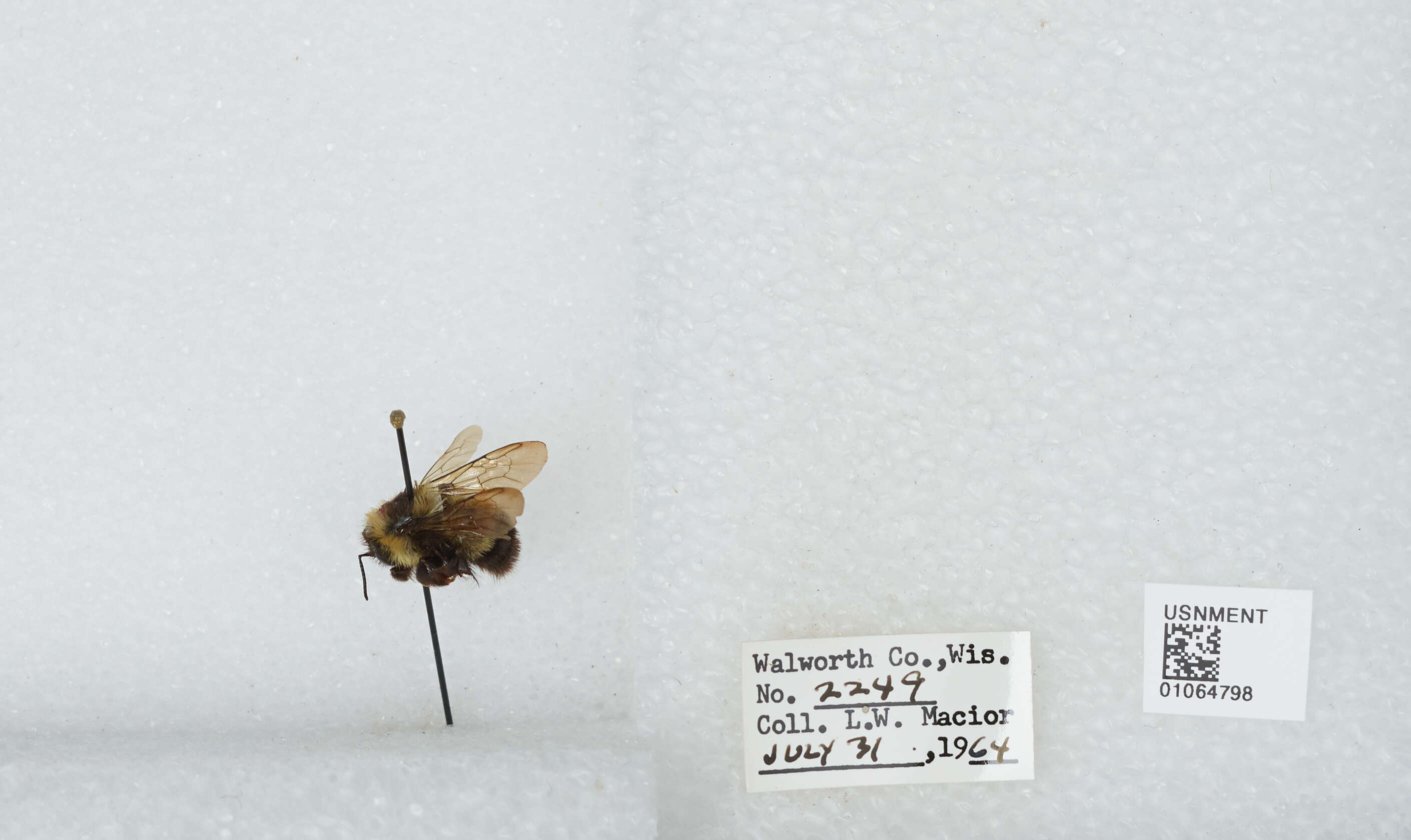 Слика од Bombus affinis Cresson 1864