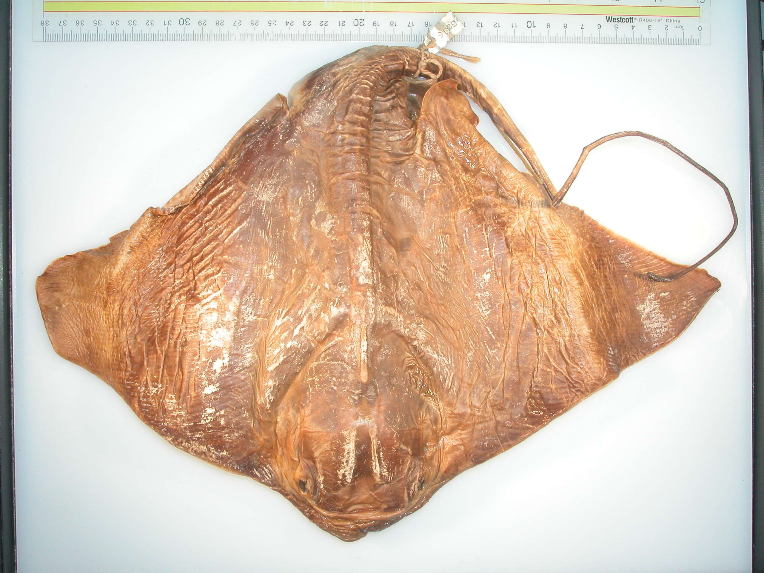 Image of Southern Eagle Ray