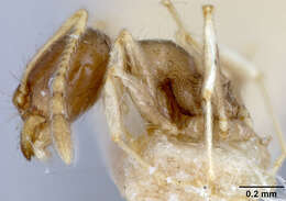 Imagem de Pheidole floridana stomachosa Wheeler 1917