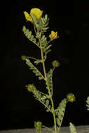 Image de Tribulus cistoides L.