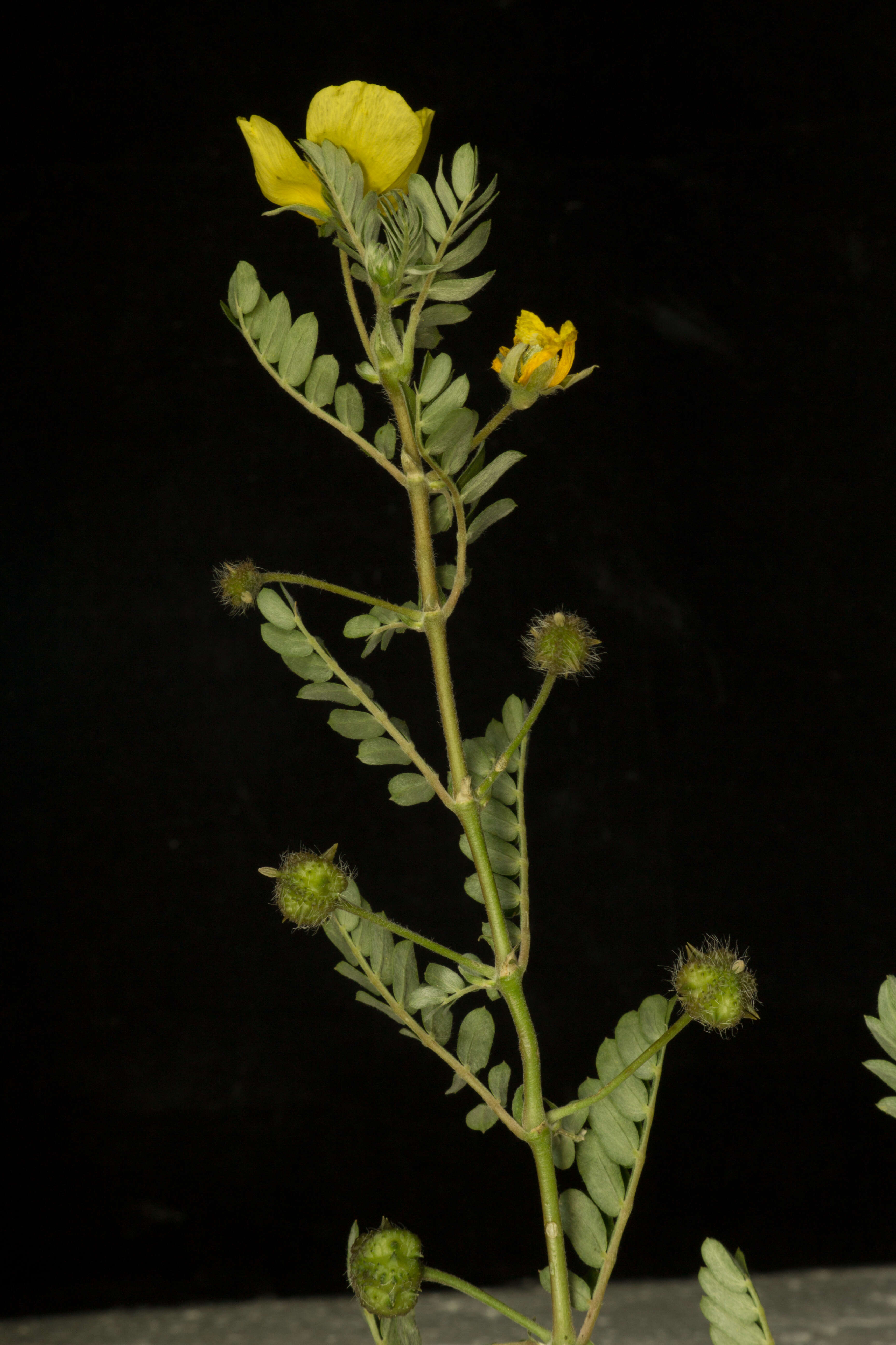 Image of Jamaican feverplant