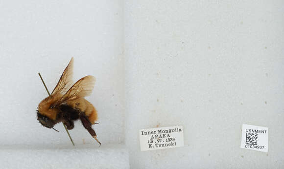 Imagem de Bombus sibiricus (Fabricius 1781)