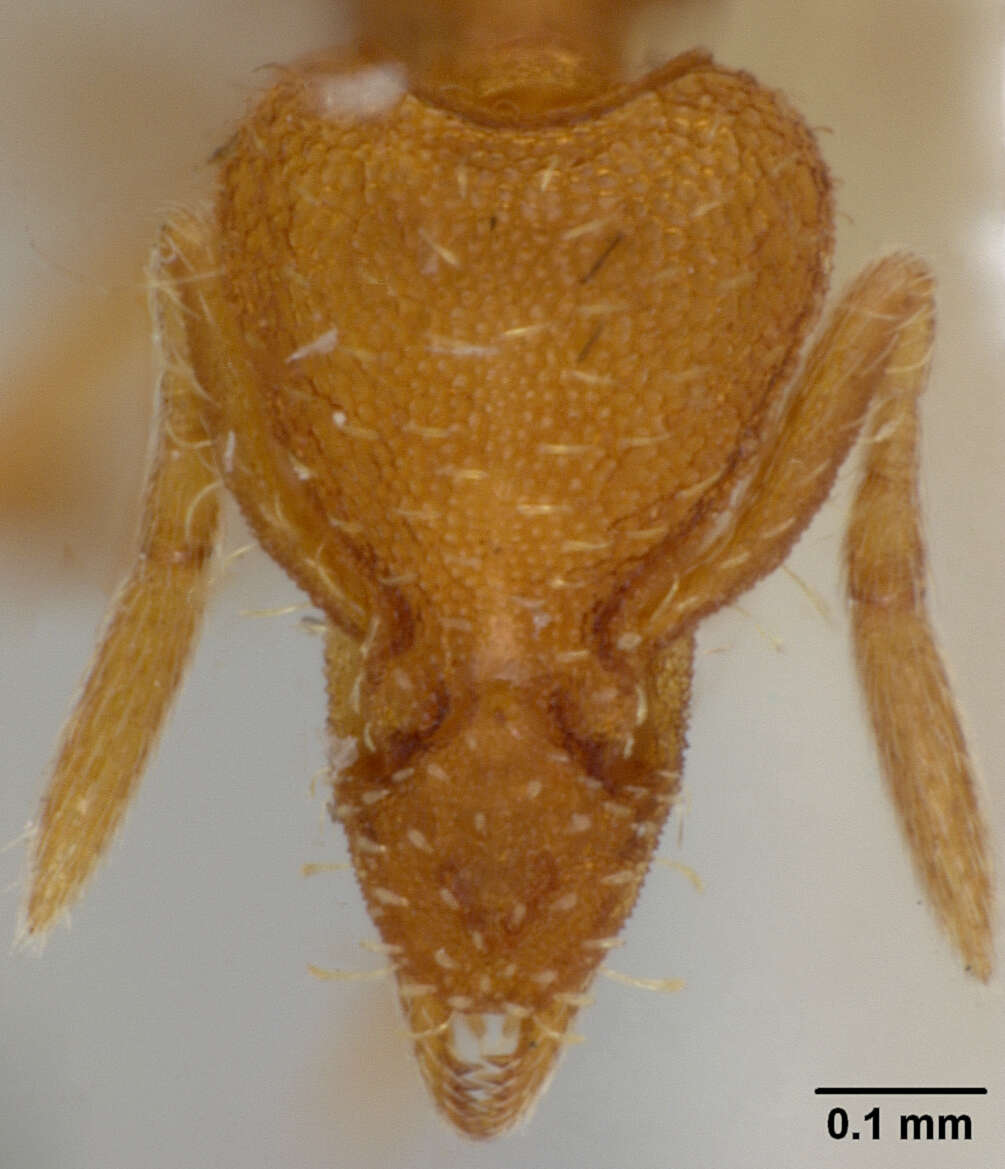 Image of Smithistruma