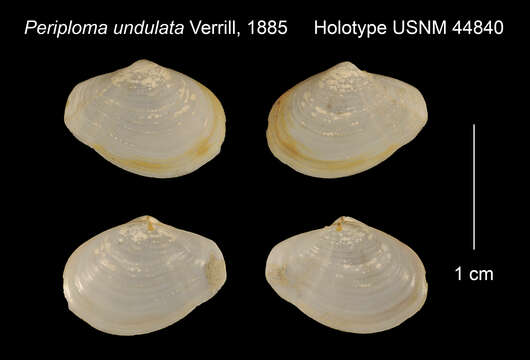 Image of Cochlodesma undulatum (Verrill 1885)