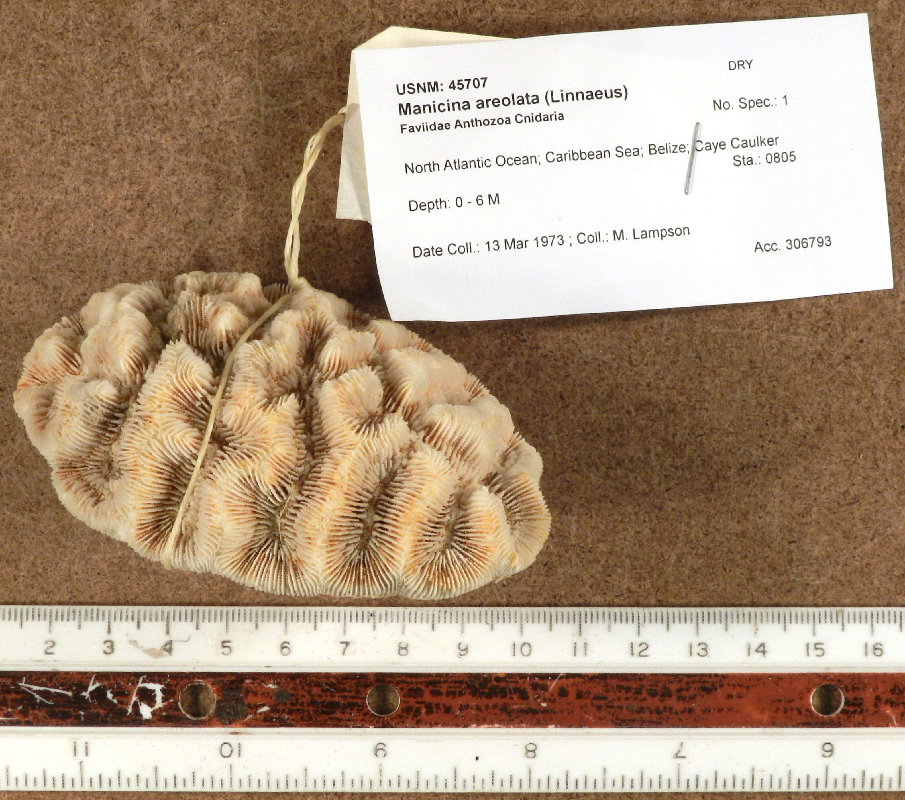 Image of Manicina areolata (Linnaeus 1758)