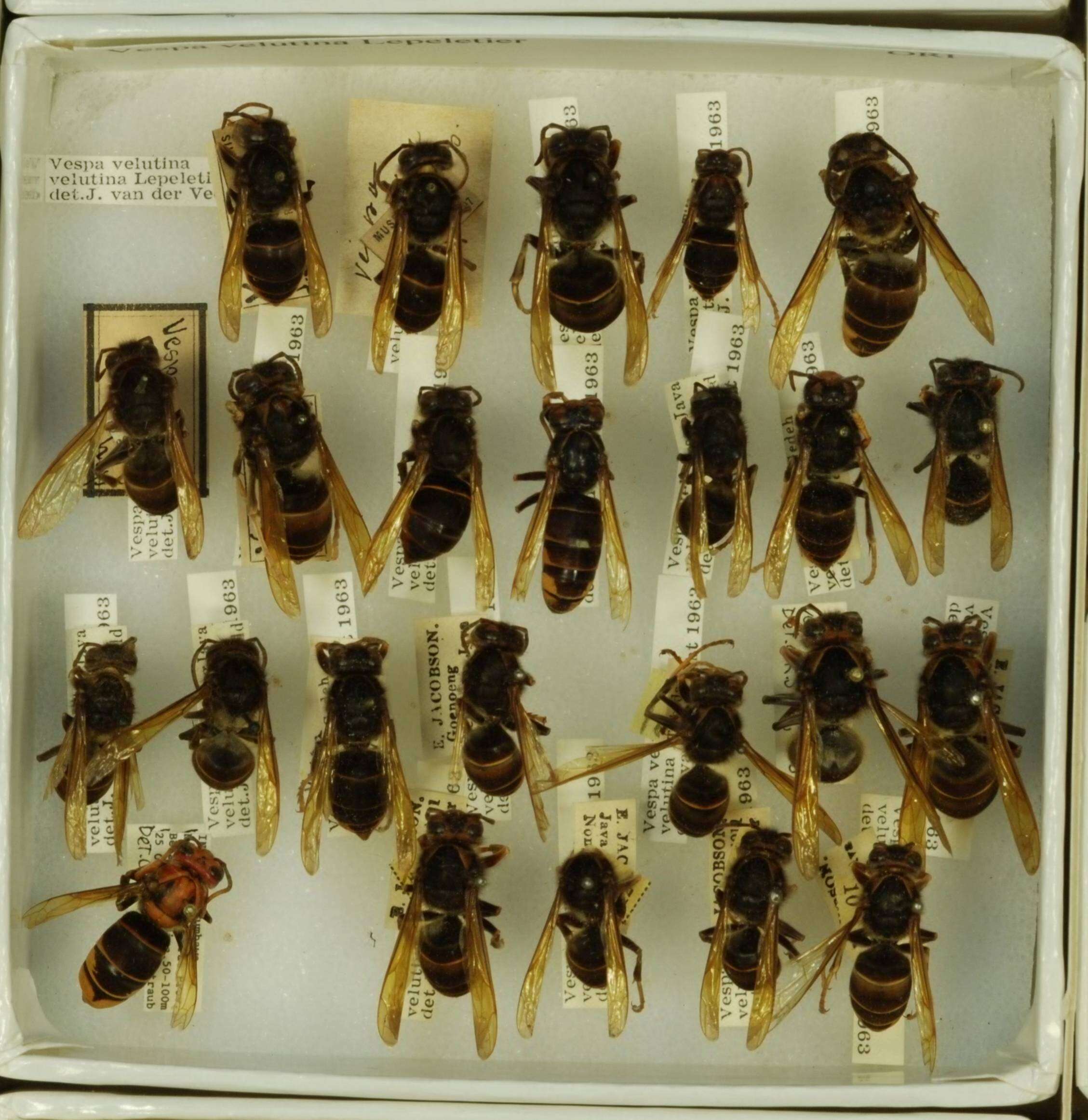 Image of Asian hornet