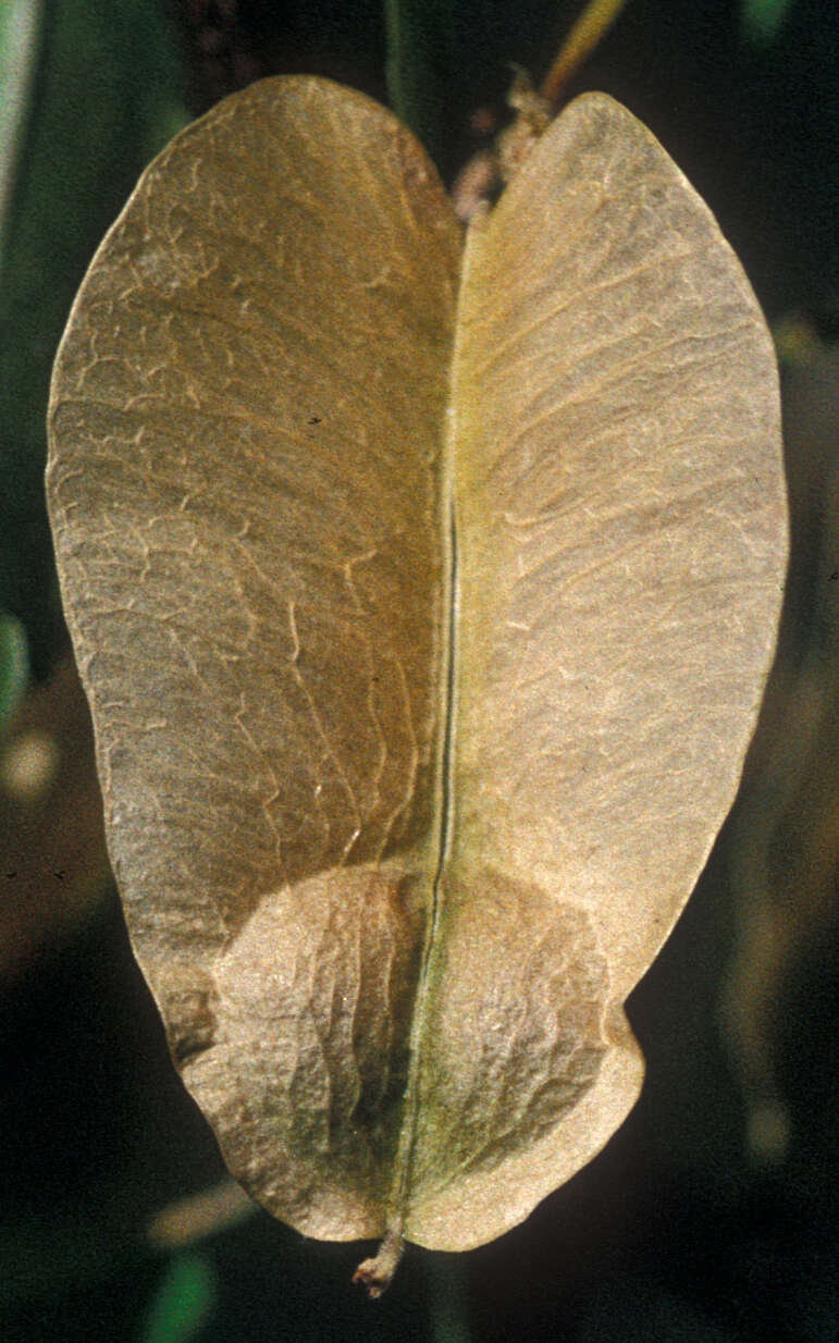 Image of Lophostigma plumosum Radlk.