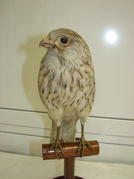 Image of kestrel, common kestrel