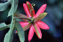 Sivun Passiflora L. kuva