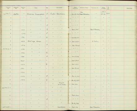 Imagem de <i>Aratinga euops</i> (Wagler 1832)