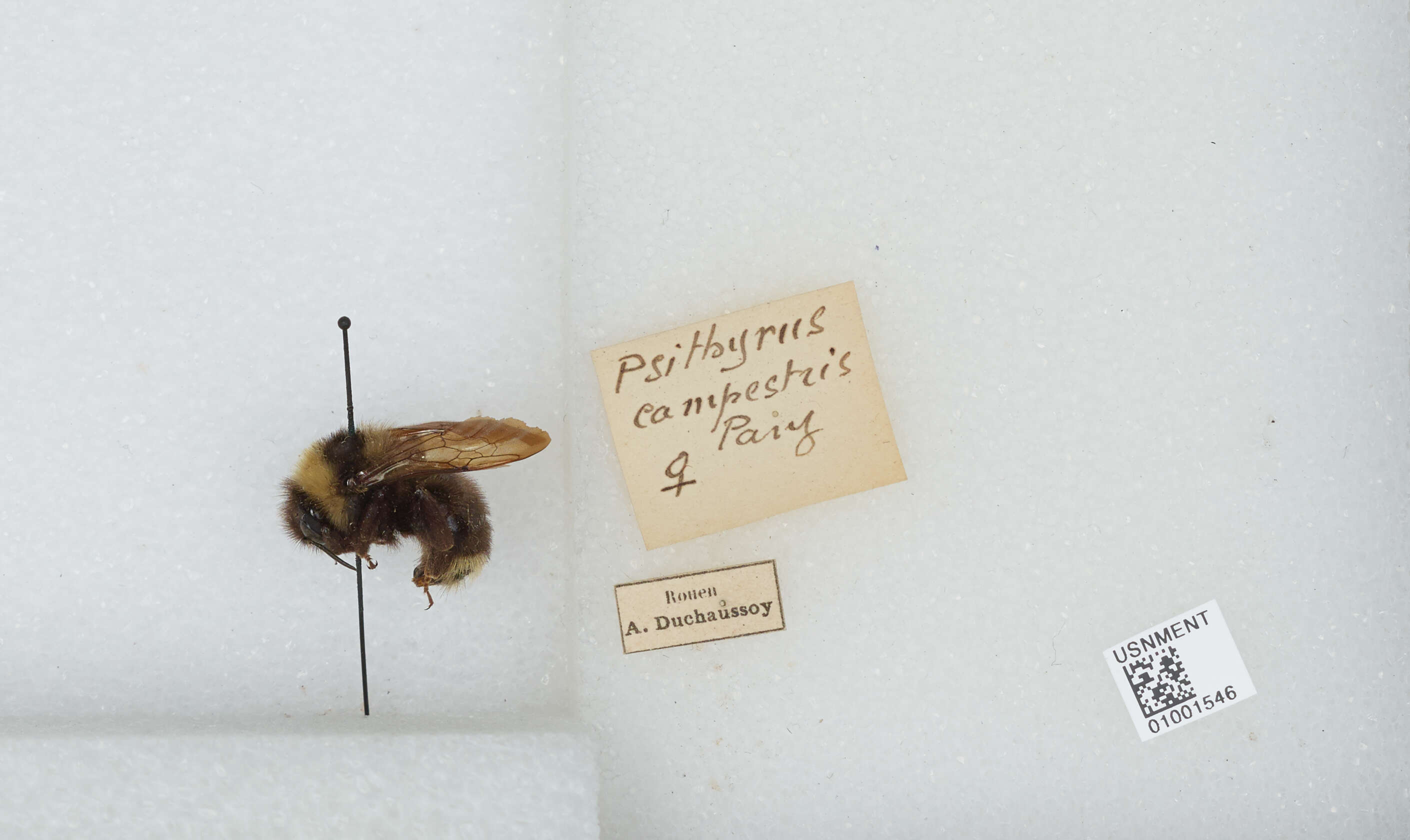 Image of Bombus campestris (Panzer 1801)