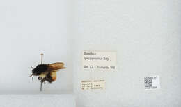 Bombus ephippiatus Say 1837 resmi