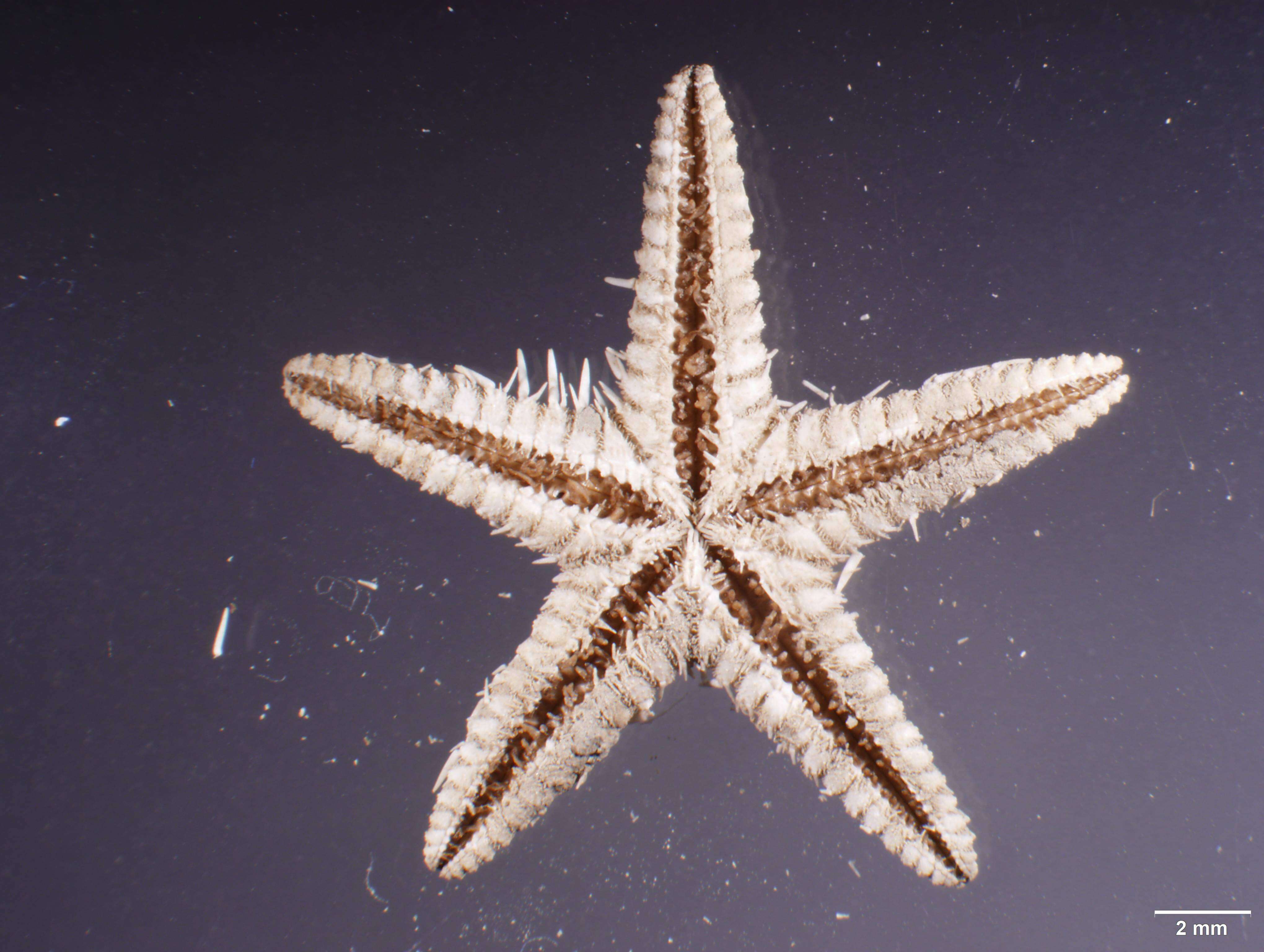 Image of Astropecten antillensis Lütken 1859