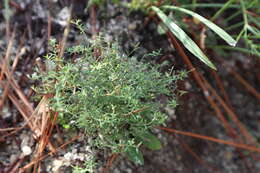 Image of narrowleaf pinweed