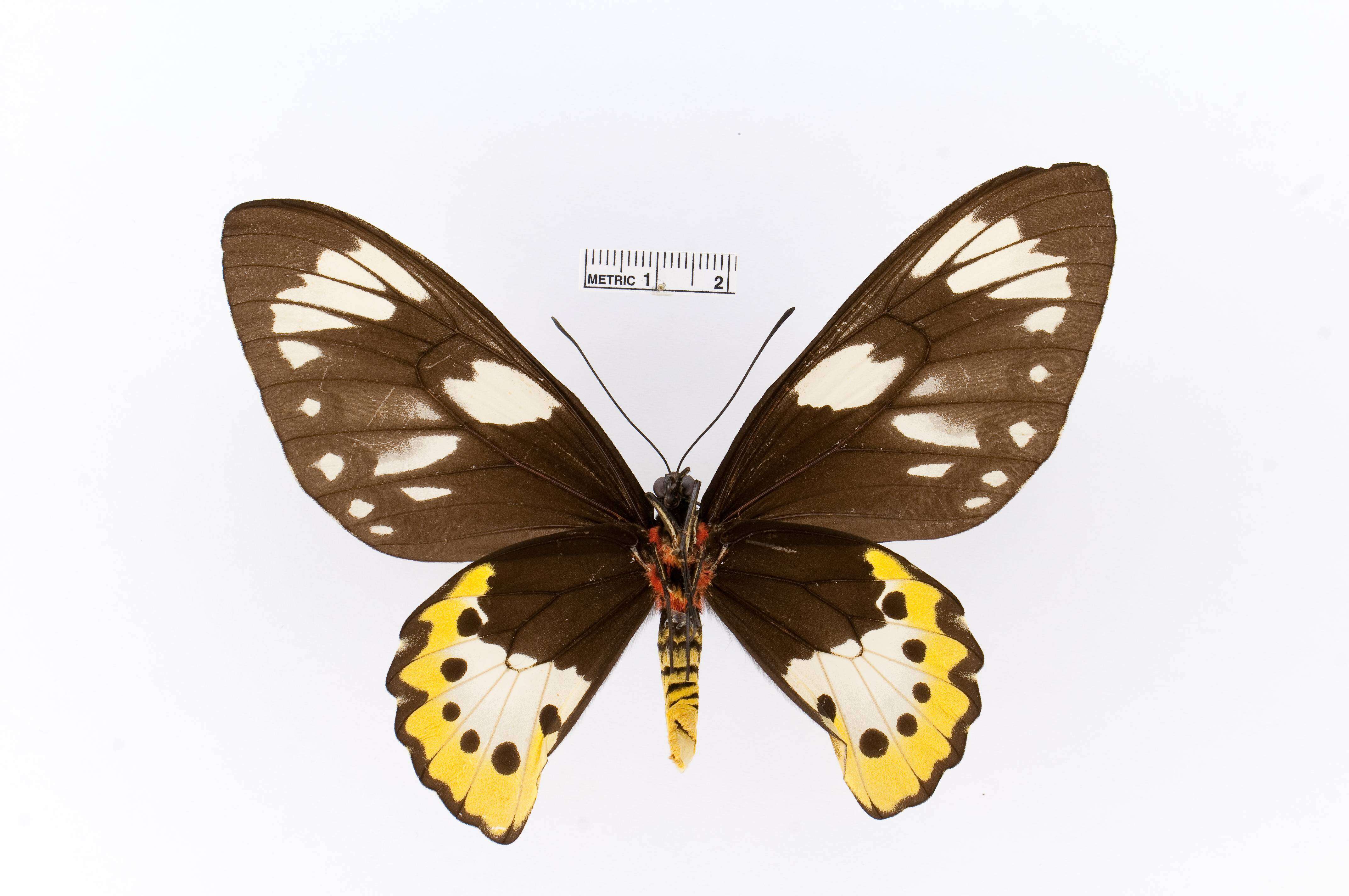 Ornithoptera meridionalis (Rothschild 1897) resmi